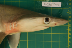 Rhizoprionodon oligolinx