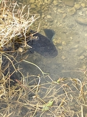 Channa aurolineata