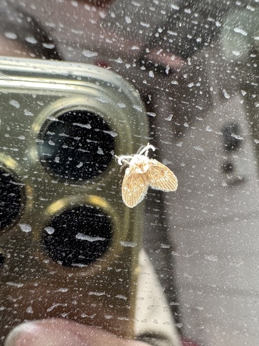 Bathroom Moth Fly