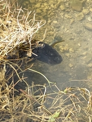 Channa aurolineata