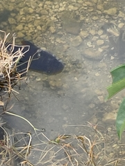 Channa aurolineata