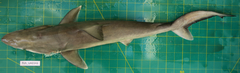 Carcharhinus macloti