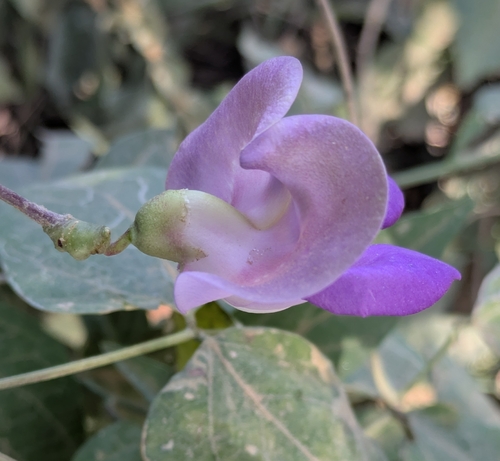Sigmoidotropis speciosa