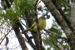 Phylloscartes oustaleti