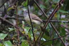 Phyllomyias fasciatus