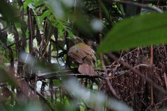 Schiffornis virescens