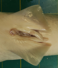 Carcharhinus macloti