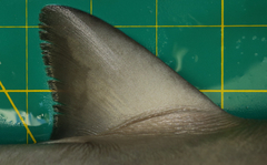 Carcharhinus macloti