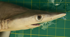 Carcharhinus macloti