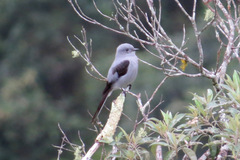 Muscipipra vetula