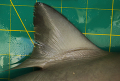 Carcharhinus macloti