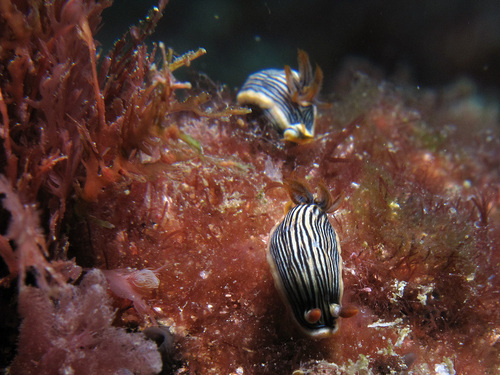 Chromodoris burni observed 2012-05-12