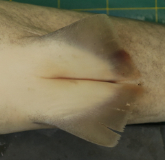 Carcharhinus macloti