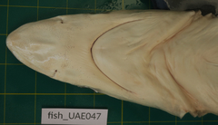 Carcharhinus macloti