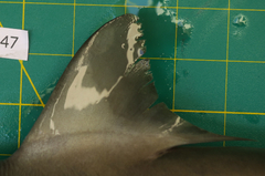 Carcharhinus macloti