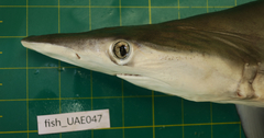 Carcharhinus macloti