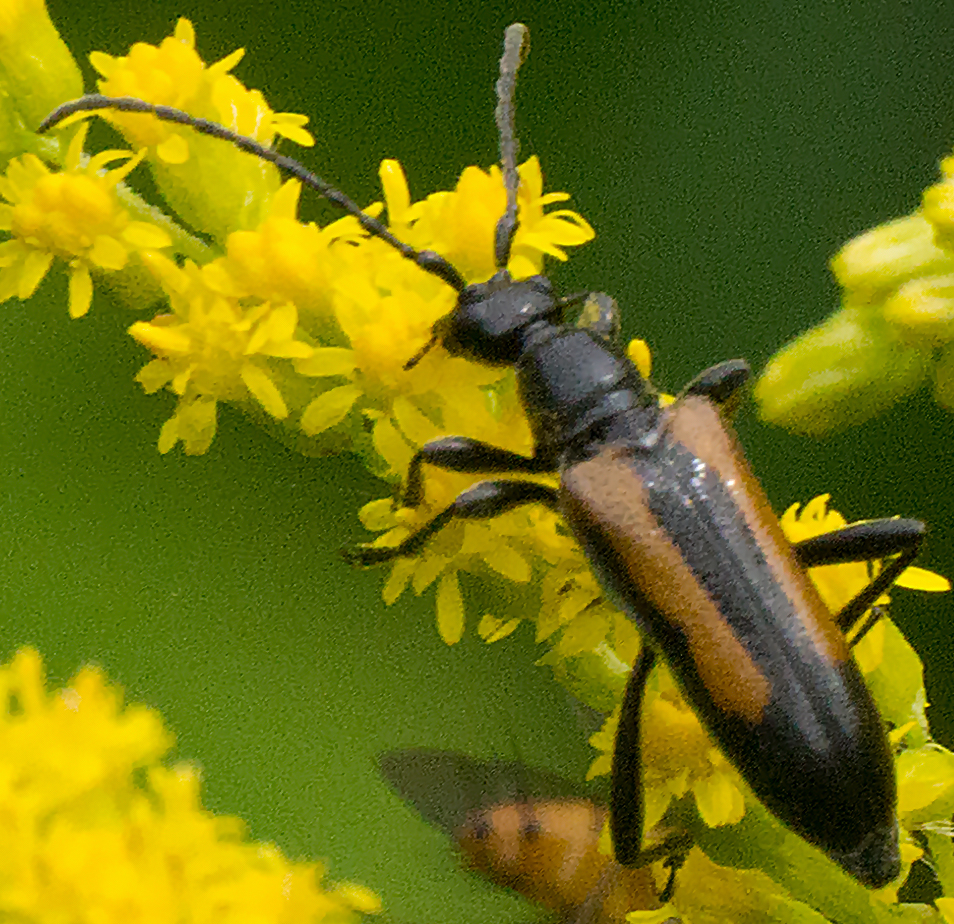 Strangalepta