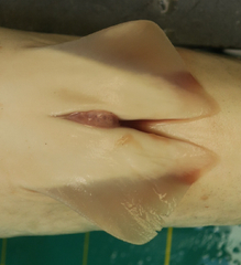 Rhizoprionodon oligolinx