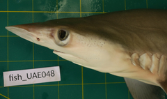 Rhizoprionodon oligolinx