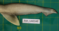 Rhizoprionodon oligolinx