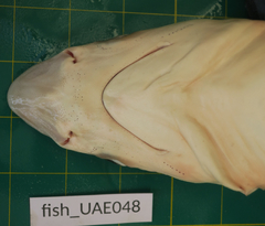 Rhizoprionodon oligolinx