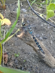 Rhionaeschna variegata