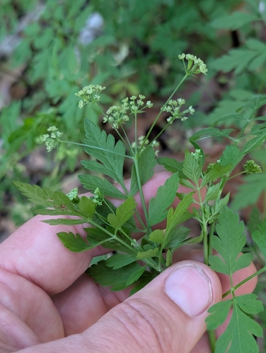 California sweet cicely (Osmorhiza brachypoda)
