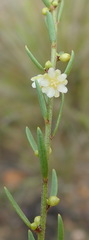 Clutia ericoides