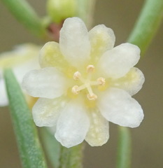 Clutia ericoides