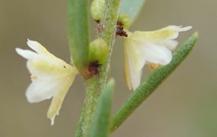 Clutia ericoides