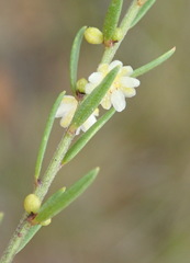 Clutia ericoides