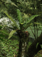 Asplenium serratum