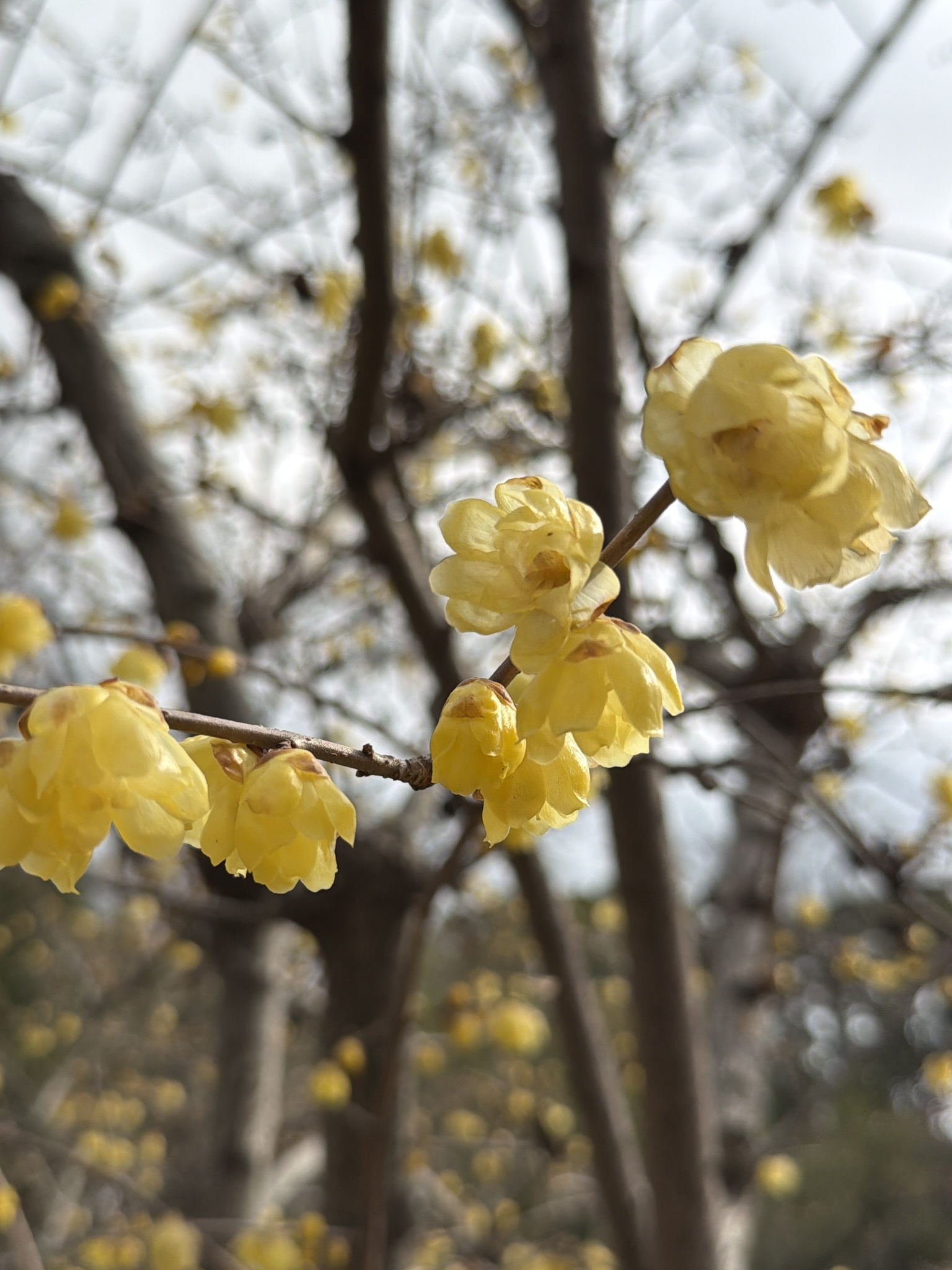 Imagem de flor-de-inverno