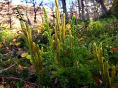 Austrolycopodium magellanicum