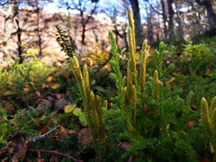 Austrolycopodium magellanicum