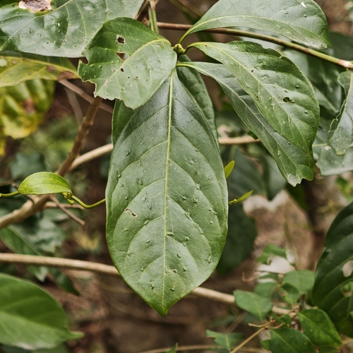 Hong Kong Pavetta (Pavetta hongkongensis)
