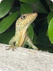 Anolis roquet