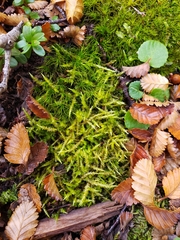 Acrocladium auriculatum