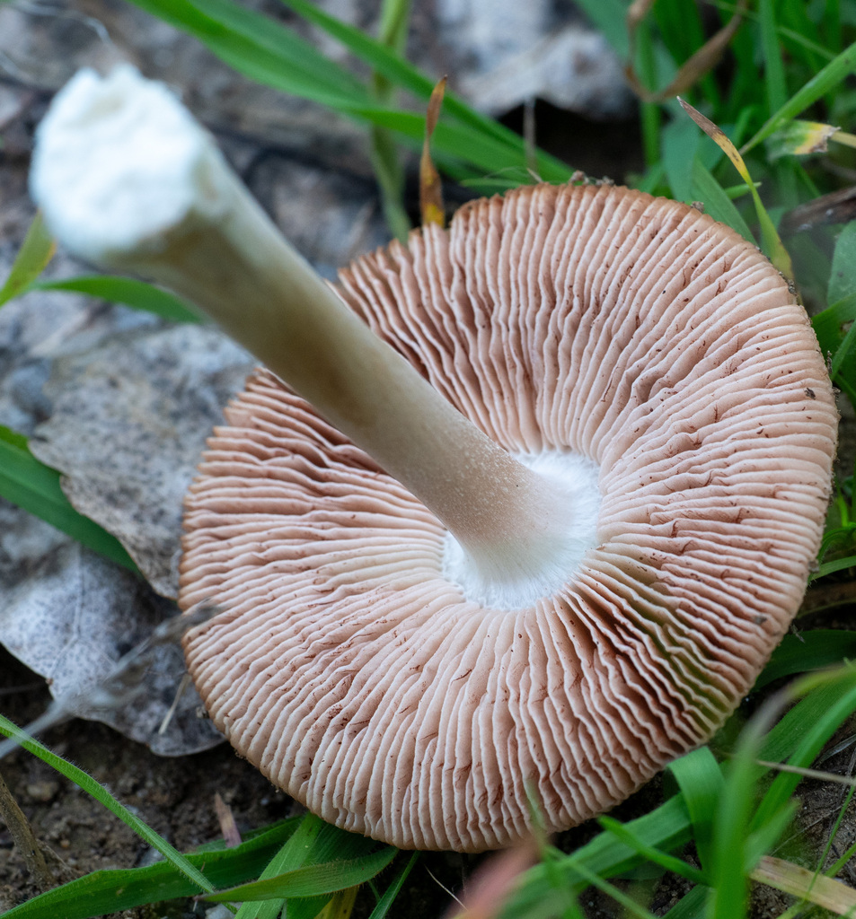 Volvopluteus gloiocephalus · January 2026 · photo: © glmory (iNaturalist, cc0)