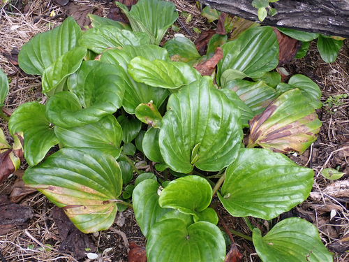 Giant Forget-Me-Not (Myosotidium hortensia)