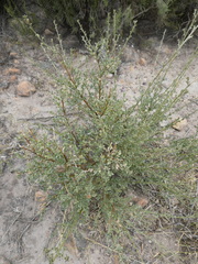 Podalyria microphylla