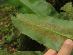 Asplenium serratum