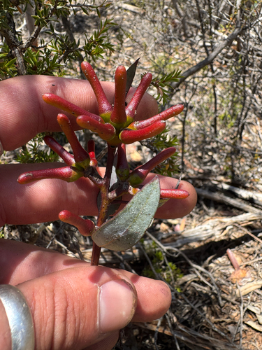 Yellow Mallet (Eucalyptus extensa)