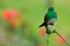 Snowy-Bellied Hummingbird photo 5