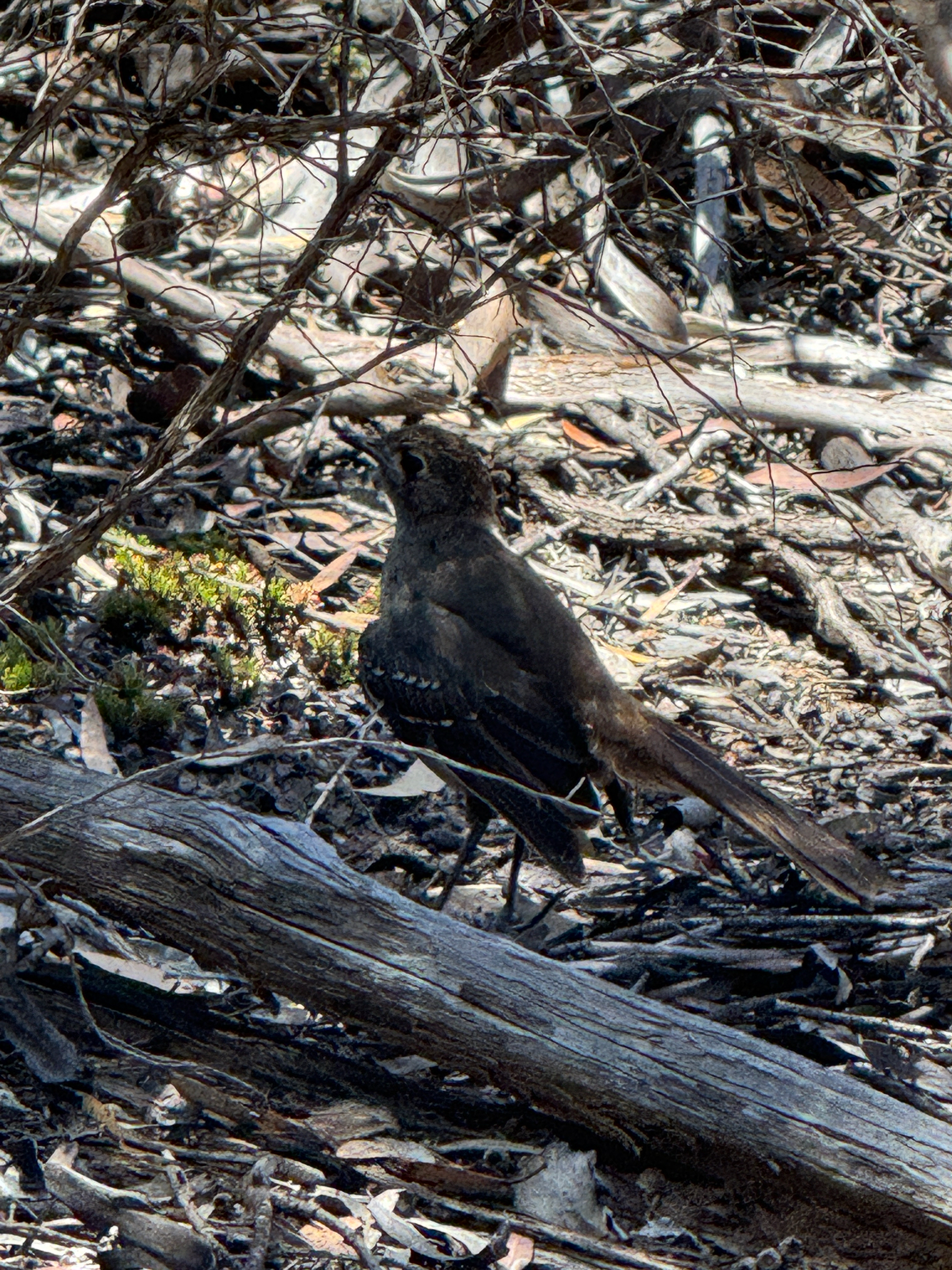 Southern Scrub Robin (Drymodes brunneopygia), photo 3