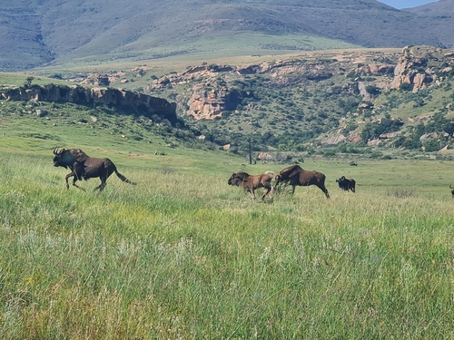 Black wildebeest