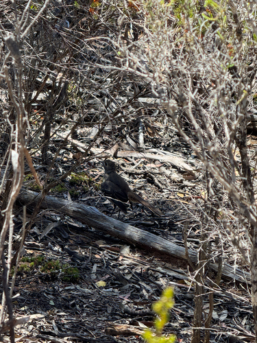 Southern Scrub Robin (Drymodes brunneopygia), photo 2