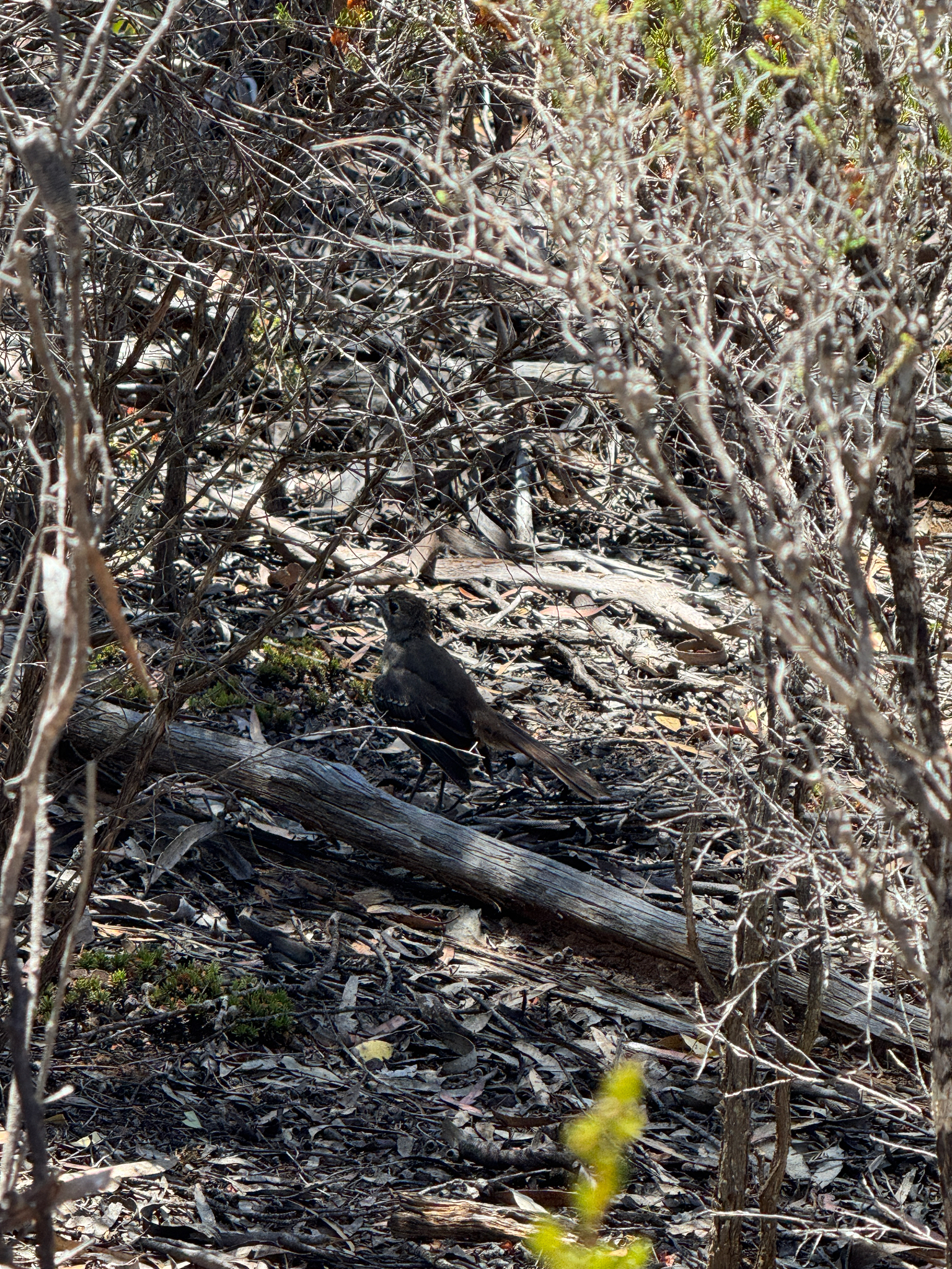 Southern Scrub Robin (Drymodes brunneopygia), photo 2
