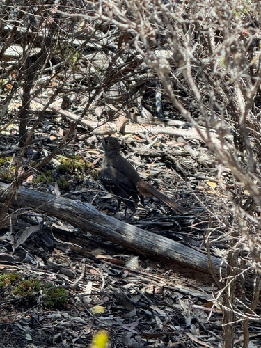 Southern Scrub Robin (Drymodes brunneopygia)
