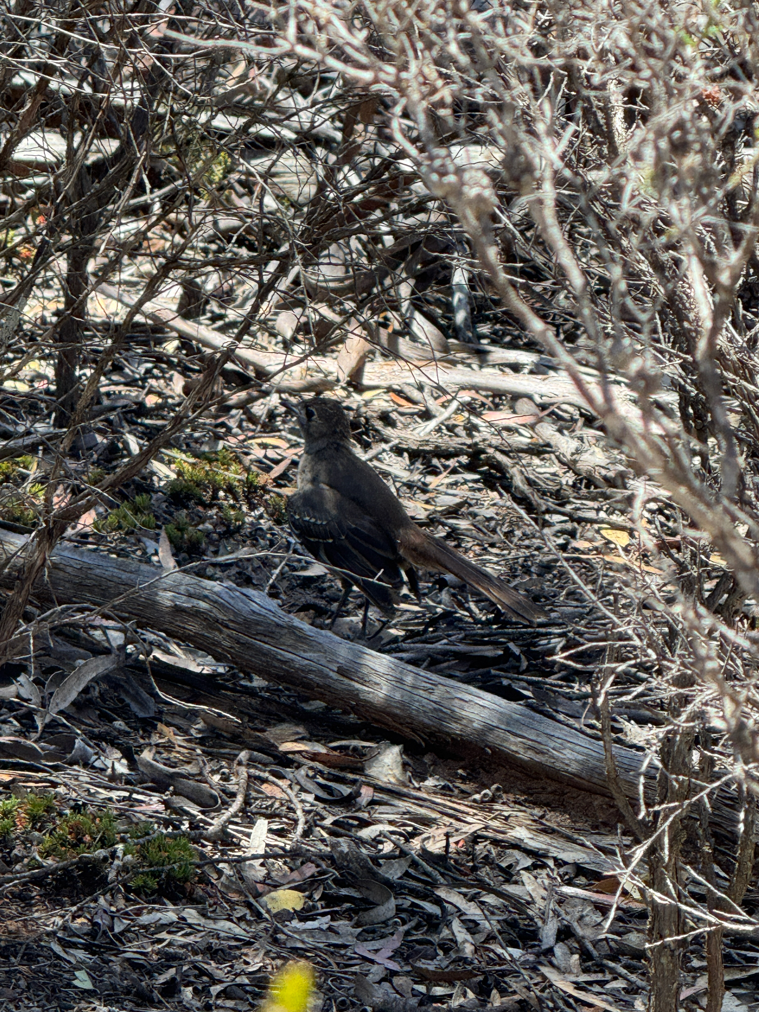 Southern Scrub Robin (Drymodes brunneopygia), photo 1